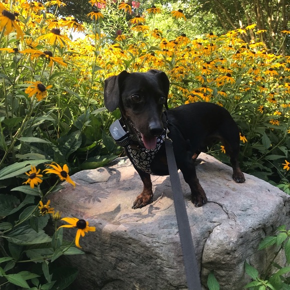 Meet your Posher, Michelle - Picture 2 of 4